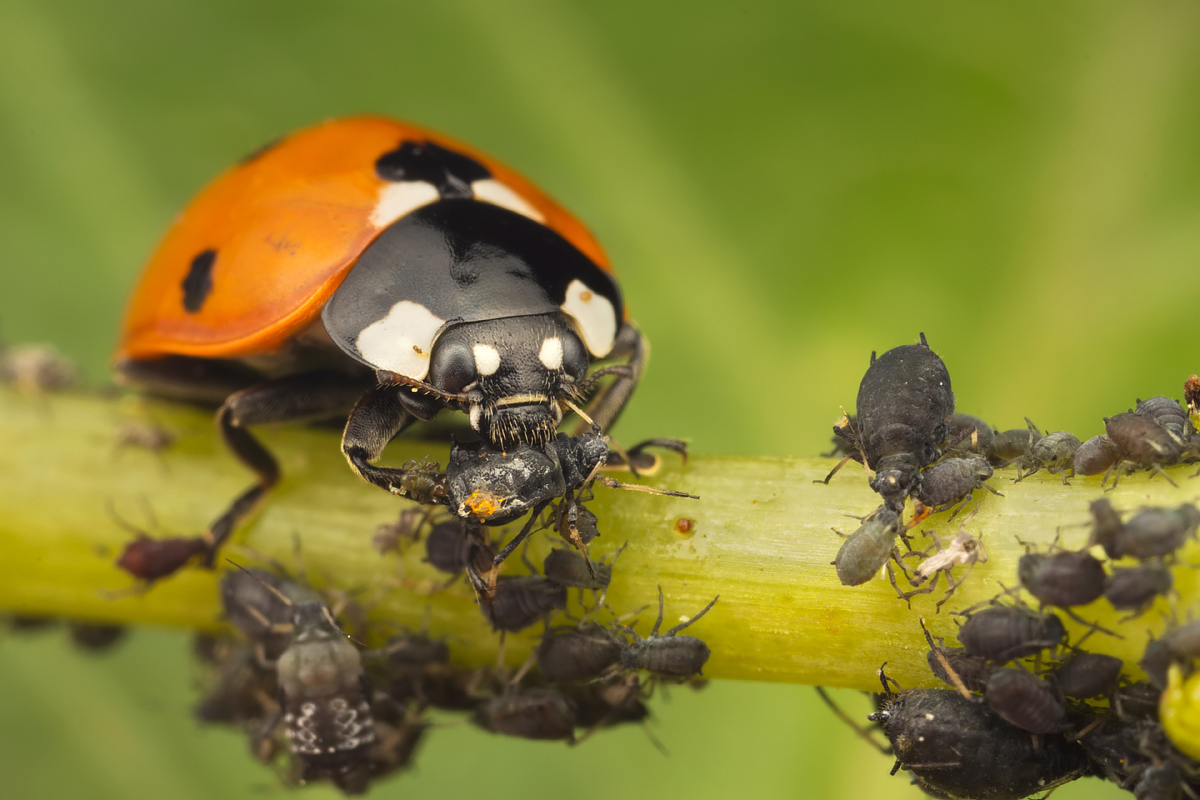Seven Spot Ladybird eating Aphids 2